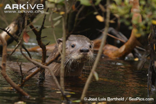 Illustration for article titled Monday Mustelid - Lontra provocax Edition
